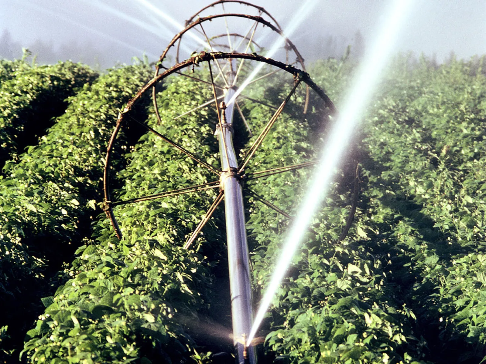 Sprinkler irrigation system watering a green crop field